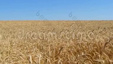 成熟的小麦，准备收割.. 蓝天背景上的<strong>麦田</strong>。 栽培和收获。 <strong>金色</strong>的<strong>麦田</strong>
